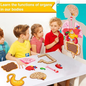 Gli organi delle ossa umane della scienza del corpo hanno sentito la storia di insegnare giocattoli Montessori educativi in feltro - Product Image 2