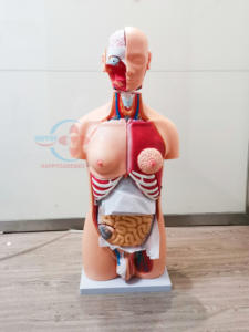 Modèle éducatif humain HC-S240, modèle de torse bisexuel, anatomie avec 23 pièces - Product Image 6