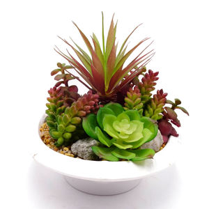 Mini plante succulente en pot, vente en gros, Style mixte différents, Mini plante succulente pour la décoration - Product Image 6
