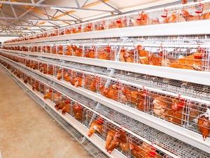 Cage pour poules pondeuses 1000 <span class=keywords><strong>Cages</strong></span> pour poules pondeuses <span class=keywords><strong>Cages</strong></span> pour poules pondeuses pour poules pondeuses pour 10000 oiseaux - Product Image 3