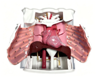 Simulateur d'entraînement à l'endoscopie thoracique, modèle de côtes ouvrables avec saignements simulés pour l'enseignement des opérations VATS en milieu hospitalier
