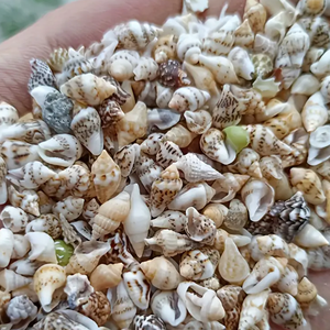 100pcs Natural Tiny Mixed Spotted Conch <strong>Shells</strong> Bulk, Mini Small <strong>Sea</strong> <strong>Shells</strong> for DIY Craft, Beach Nautical Coastal Vase Filler - Product Image 1