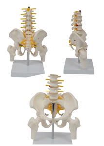 Model kerangka manusia Medium dengan 5 vertebra Lumbar dan tulang panggul dan tulang pinggang untuk sains medis - Product Image 5