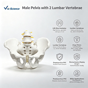 Modèle d'os pelvien masculin avec 2 vertèbres lombaires, taille réelle, en PVC, pour la formation en chiropratique, certifié CE ISO ROHS CNAS - Product Image 1