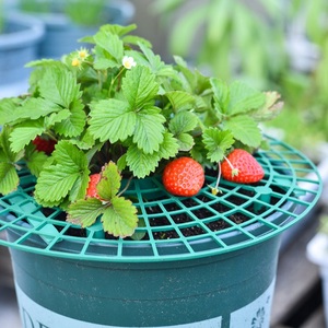 Support de fraises pour plantes de jardin, 4 pièces, maintien des fruits rehaussé, évite le brocade moulant, pilier de vigne - Product Image 5