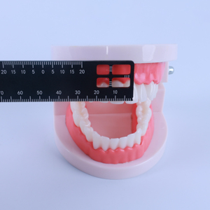 Strumenti Medici all'Ingrosso, Righello Dentale per Misurazioni e Fotografia - Product Image 5