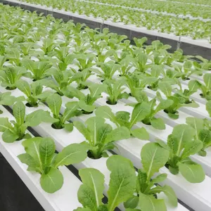 100*50mm NFT hydrokultur gutter pvc kanal wachsen system für salat erdbeere