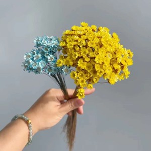 50 piezas al por mayor Mini Brasil estrella Margarita flores secas Mini margaritas flores secas naturales brasileña pequeña estrella Margarita Glixia Decoración - Product Image 4