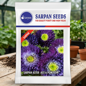 Graines de pompons SARPAN HYBRID ASTER AST-6 10g Fleurs fraîches coupées violettes - Product Image 3
