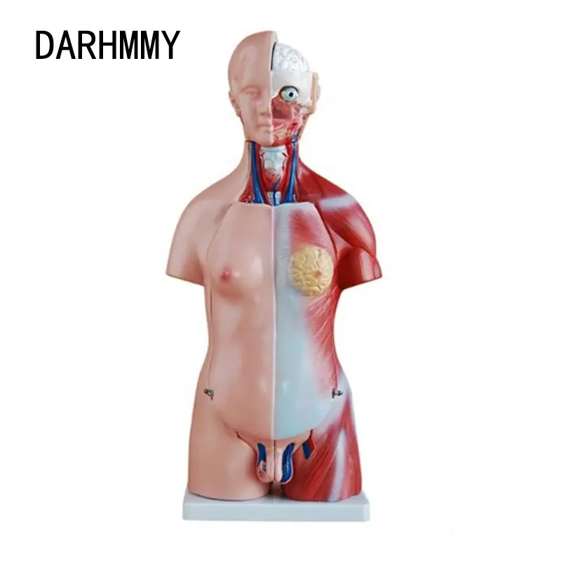 DARHMMY Modelo de anatomia do tronco humano unissex 45 cm 23 partes educacional médica meio corpo masculino para ensino de ciências