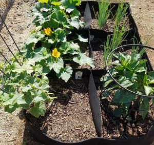 先锋毛毡织物凸起花园床透气多网格植物生长袋6 8格可重复使用蔬菜播种盒 - Product Image 3