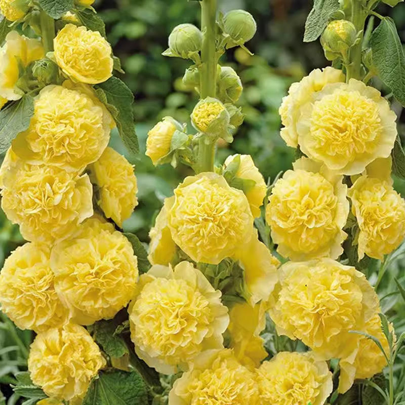 ดอกสีเหลืองสองกลีบ