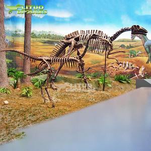 <span class=keywords><strong>Esqueleto</strong></span> de Dinosaurio <span class=keywords><strong>Estegosaurio</strong></span> Tuojiangosaurus de Tamaño Real en Venta - Product Image 6