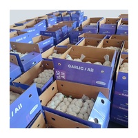 Ail Blanc Chinois de 5 cm à Bon Prix, Vente en Gros, Petites Emballages 3P/5P, Exportation, Ail Blanc Pur en Promotion avec Certification GLOBAL GAP