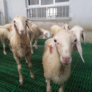 Suelo de Plástico Reforzado de Alta Calidad para Cabras, 60*60 cm, Rejilla para Establos de Cabras y Ovejas - Product Image 3