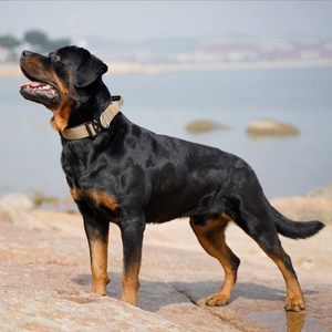 Venta caliente en <span class=keywords><strong>Collar</strong></span> táctico para perros y conjunto de correa Hebilla de metal <span class=keywords><strong>Collar</strong></span> de perro duradero Collares tácticos para perros medianos y grandes - Product Image 6