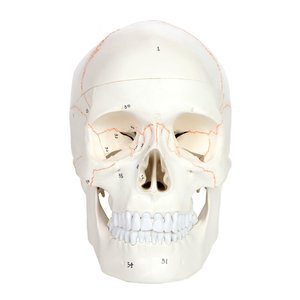 Gelsonlab-Cráneo humano <span class=keywords><strong>de</strong></span> 3 partes, tamaño real, numerado con calvarium extraíble para ciencia médica - Product Image 4