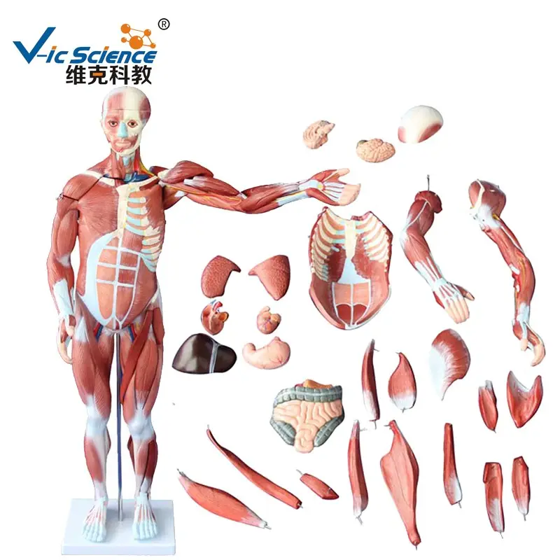 מערכת שרירים באנטומיה אנושית דגם שרירים אנושיים זכר (27 חלקים) דגם אנטומיה רפואית אנושית