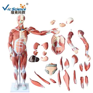 Modelo de músculos humanos Hombre (27 Partes) modelo de anatomía anatómica médica humana