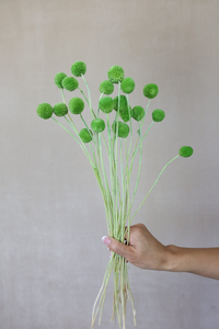 <span class=keywords><strong>B</strong></span> - 2 séchées Craspedia Dry <span class=keywords><strong>Billy</strong></span> Balls Fleurs séchées Décoration de la maisonArrangements floraux <span class=keywords><strong>Billy</strong></span> Boutons Décoration de mariage Cadeaux - Product Image 6