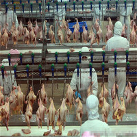 Tente automatique 500-12000BPH volaille et poulet halal équipement d'abattoir ligne d'abattage pour caille et porc