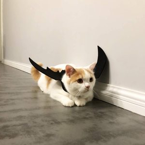 Mode Chat Vêtements Ailes <span class=keywords><strong>de</strong></span> Chauve-Souris Drôle Chien <span class=keywords><strong>Costume</strong></span> Aile Artificielle Animal Cosplay Prop Halloween Chat Chien <span class=keywords><strong>Costume</strong></span> - Product Image 5