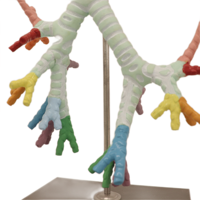 Modelo de Esqueleto de PVC Avanzado para Escuela de Medicina, con Traquea, Bronquio y Segmento Bronco-Pulmonar, para Educación en Laboratorios de Biología