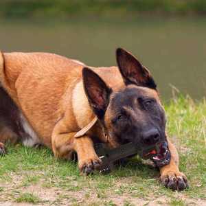 Dispensador de golosinas de goma natural <span class=keywords><strong>indestructible</strong></span> y respetuoso con el medio ambiente de lujo, juguete para masticar para perros grandes y medianos, juguete para mascotas para jugar con perros - Product Image 4