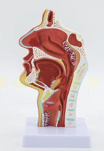 Một mô hình thần kinh mạch máu của bên trong miệng, mũi và cổ họng khoa học Y Tế BệNh lý giải phẫu đầu - Product Image 4