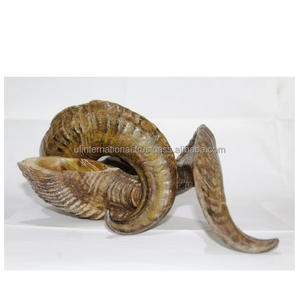 Corne décorative et faite à la main, haute qualité, meilleure vente, fabrication de produits pour un usage manuel à bas prix - Product Image 5