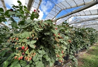 Fournisseur de serres Jiapei, serre à toit rétractable automatique en X, serre d'ombrage pour fraises, framboises, arbres