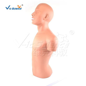 Modèle anatomique de section médiane humaine, modèle médical humain, modèle anatomique pédagogique - Product Image 1