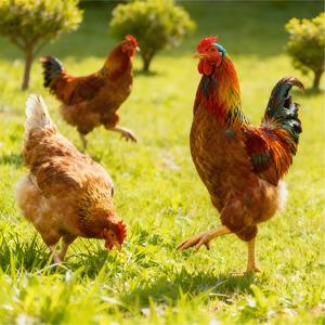Supplément de lysine et de méthionine pour améliorer l'absorption des nutriments et la conversion des aliments chez les <span class=keywords><strong>poules</strong></span> pondeuses et les oies, certifié ISO, avec vitamine C. - Product Image 3
