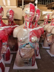 Modelo Anatômico Educacional da Cabeça Humana com Face e Cérvix e Distribuição da Artéria Carótida Externa para Ciências Médicas - Product Image 2