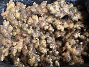 Yüksek kaliteli hiçbir katkı organik kurutulmuş zencefil dilimleri çin fabrikadan Yunnan çay ve pişirme için - Product Image 3