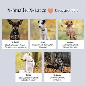 Lucky Love ชุดสายจูงสุนัขแบบปลดได้อย่างรวดเร็วสายรัดโพลีเอสเตอร์เสริมความแข็งแรงทนทานสวมใส่สบายสำหรับสุนัขตัวเล็กและตัวเมียปลอดภัย - Product Image 4