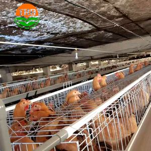 Poulailler en treillis métallique de type A entièrement automatique pratique pour une utilisation à la ferme d'éleveur nouvel état - Product Image 4