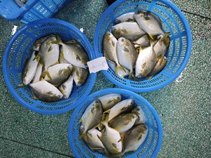 Pescado Pompano Dorado Congelado, 10 kg, 00-400 g, 400-500 g, 500-600 g, Empaque a Granel, Pieza Entera, <span class=keywords><strong>Trachinotus</strong></span> <span class=keywords><strong>Ovatus</strong></span> - Product Image 5