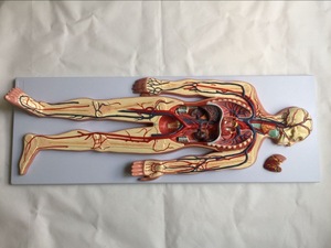 Medical Science Human Visceral <strong>Blood</strong> Circulatory System Model Heart Artery Vein Nerve <strong>Vessel</strong> Organ <strong>Anatomy</strong> Medical Teaching AIDS - Product Image 3
