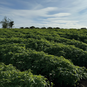 Polvo de Hojas de hierba gatera Natural de seguridad al por mayor/juguete interactivo de hierba gatera seca en Vietnam HOANG LINH SG Kimy + 84938616690 - Product Image 1