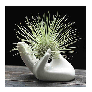 Support <span class=keywords><strong>en</strong></span> céramique pour plantes aériennes, présentoir pour plantes, base pour passoire à thé '<span class=keywords><strong>Main</strong></span> <span class=keywords><strong>de</strong></span> <span class=keywords><strong>Bouddha</strong></span>' - Product Image 2