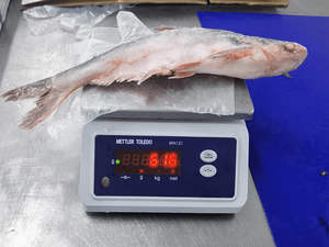 Yüksek kaliteli blok dondurulmuş bütün yuvarlak pangaexport Hypophthalmus / Basa balık IQF ihracat sınıfı için - Product Image 3