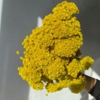 Vente chaude 100 pièces Ins naturel Mini petites fleurs de marguerite conservées séchées pour les mariages et la fête des mères pour la Saint-Valentin