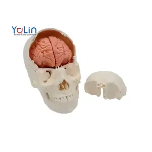 The anatomical model human skull can be broken down from a pure white skull with 22 parts, including a soft brain
