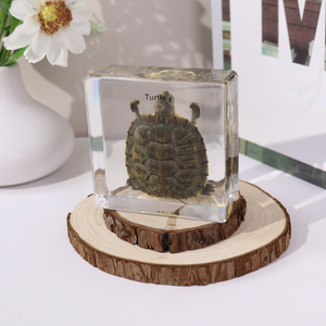 Equipo de enseñanza de espécimen de resina incrustado de tortuga Animal Real al por mayor para escuela secundaria - Product Image 2