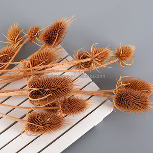 Fleurs séchées en gros, tournesols séchés Dipsacus Sativus pour l'arrangement floral, décoration intérieure - Product Image 5