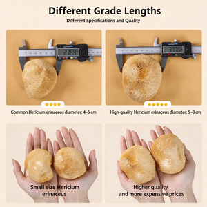 Funghi Criniera di Leone Essiccati Premium Coltivati, Funghi Hericium Erinaceus all'Ingrosso per Zuppe <span class=keywords><strong>e</strong></span> Cucina - Product Image 3