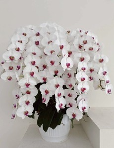 F324 Bandeja de arreglo de orquídeas para organizadores de eventos hoteles y centros comerciales - Product Image 2