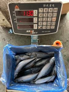 Venta al por mayor 10kg Cartón <span class=keywords><strong>Ozen</strong></span> Caballa del Pacífico 300/500 Piezas Caballa entera Pescado SCOMBER JAPONICUS 200-250g - Product Image 2