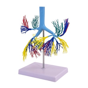 Modelo de árbol bronquial humano-Ramificación de tráquea anatómica para enseñanza de neumología - Product Image 2